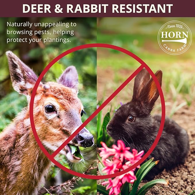 Double Charm Daylily Flower Bulbs – Double Lemon-Yellow Blooms – Easy-Grow, Drought-Tolerant Hardy Perennial for Full Sun (Zones 3–9) Fall Planting Spring Blooming