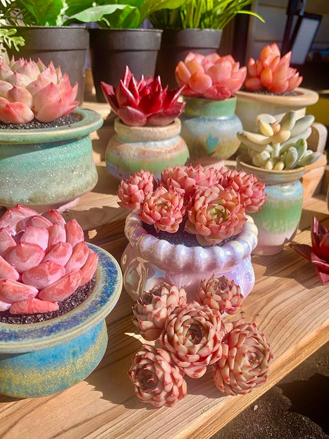 Echeveria Ben Badis Rare Live Succulent Plants, Red 4-5 Heads 3" Live Plant, Package Without Pot & Soil, Garden Indoor Office Desk, Wedding Party Baby Shower Decoration, Friend Plant Lovers Gifts