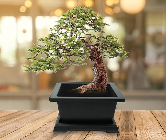 BUZZY Seeds Bonsai Starter Kit, Norway Spruce, Complete Indoor Gardening Gift, DIY Mini Tree Project, Soothing Indoor Hobby for Home or Office, Fun Stocking Stuffer, Housewarming Present