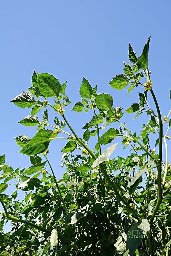 GX Hydroponic Tower | Vertical Planter Tower | Hydroponics Growing System Kit | Food Grade with 24 Net Pots (Without Lights)