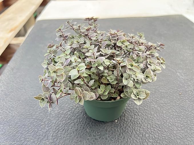 Sprout N Green Turtle Vine, Live Succulent Callisia Repens Sedum Fully Rooted in 4" Pot, House Plant Home Office Wedding Decoration DIY Projects Party Favor