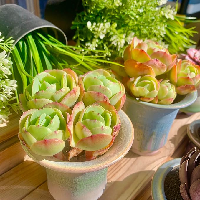 FWPP Live Succulents Plants Echeveria Peach Pride 3 inches,Rare Succulents Bare Root Without Pot Soil, Live Plants Indoor Office Decoration Wedding and Gift