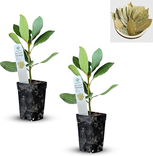 Mediterranean Bay Leaf, Bay Laurel Live Plant. Saratoga Variety - Laurus Nobilis. Live Plant. Fragrant, Fresh, Edible. Best for Pot Planting and Indoor. Mild Flavor. (2 Saratoga Plants in Cup)