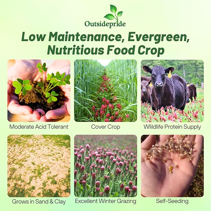 Outsidepride Crimson Clover Seeds - 1/4 lbs. Annual, Nitrocoated, & Inoculated Ground Cover Seeds, Ideal Clover Seed for Lawn, Cover Crop, Pasture, Hay, Green Manure & Wildlife Forage