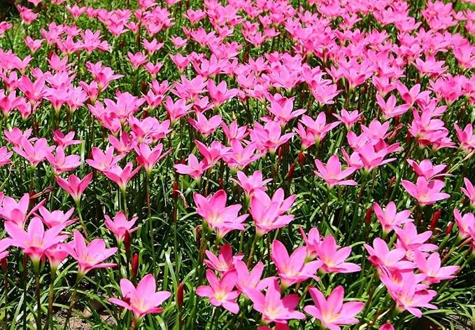 Zephyranthes Grandiflora Pink Rain Lily Bulbs for Planting - Perennial Lily Flowering Bulbs | Bloom Multiple Times - Easy to Grow (30 Pack)