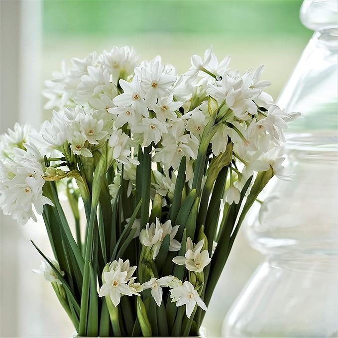 Easy to Grow Narcissus Paperwhite 'Ariel' Plant Bulbs (10 Pack) - Large Flower Bulbs for Indoor Forcing at Home, Fragrant Holiday Blooms