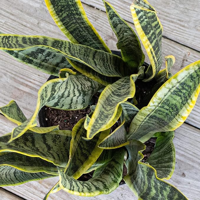 United Nursery Live Snake Plant, Sansevieria Trifasciata Laurentii, Variegated Snake Plant, 2-3 ft. Tall Mother in Laws Tongue House Plant for Indoor and Outdoor (Cream Decor Pot)