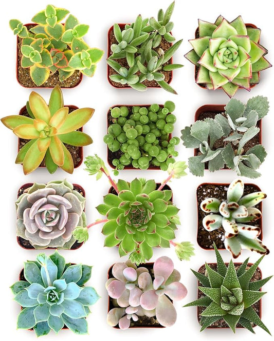 Shop Succulents Collectors Succulent Plant Pack Collection - Live Mini Succulent Plants, Low Maintenance, Colors & Textures - Wedding and Party Favors, Gift & Garden, Pack of 12
