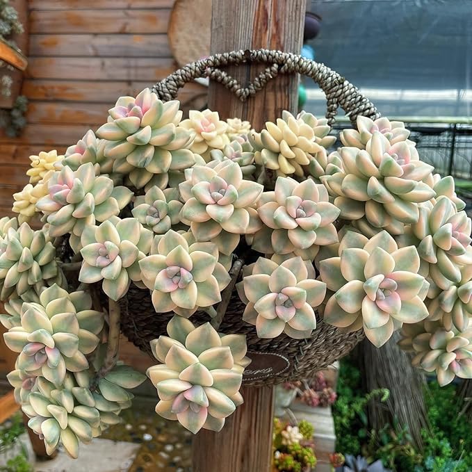 Sprout N Green Pachyphytum 'Apricot Beauty', Rare Live Succulent Plant Fully Rooted in 4" Planter with Soil, Home Office Indoor Outdoor Wedding Decoration DIY Projects Party Favor