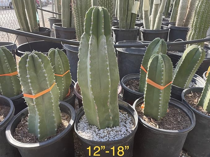 Cactus Outlet - Senita Live Cactus, Cactus Plants Live, Live Plants Indoor & Outdoor Use 12”-18”