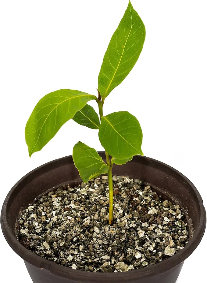 Gardenera Premium Zamioculcas Plant Potting Mix - Crafted for Resilient Growth and Striking Elegance - 1 Quart