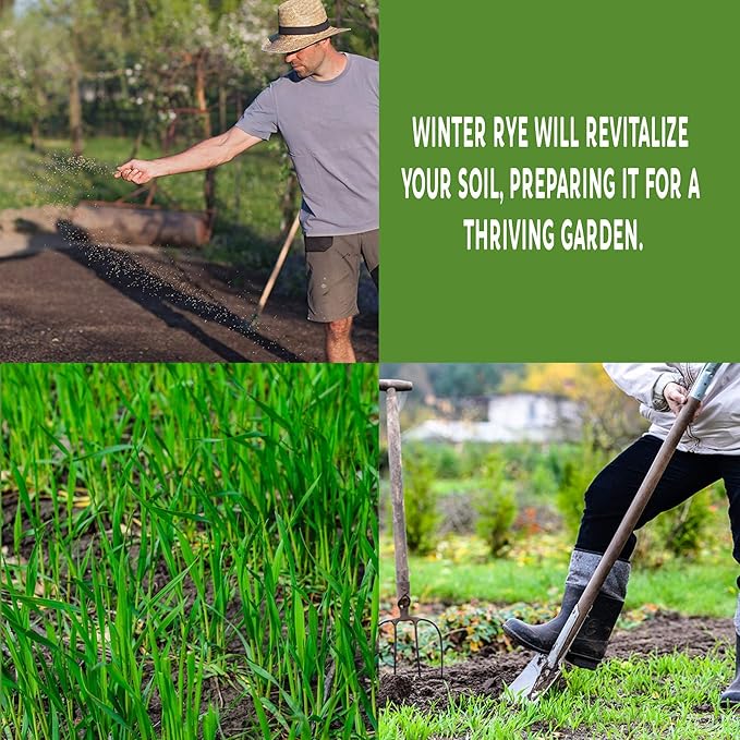 Winter Cereal Rye - 1 LB ~8,000 Seeds - Non-GMO, Open Pollinated - Farm & Garden Cold Weather Cover Crop & Erosion Control.