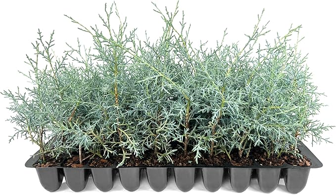 Carolina Sapphire | 20 Live Trees | Cupressus arizonica 'Carolina Sapphire' | Privacy Screen | Fast-Growing Evergreen Plants for Landscaping