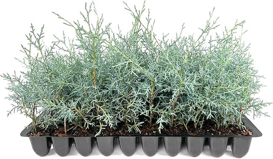 Carolina Sapphire | 3 Live Trees | Cupressus arizonica 'Carolina Sapphire' | Privacy Screen | Fast-Growing Evergreen Plants for Landscaping