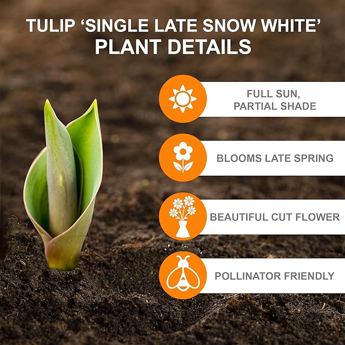 Garden State Bulb Single Late Snow White Tulip Flower Bulbs, 12/+ cm, Fall Planting (Bag of 100)