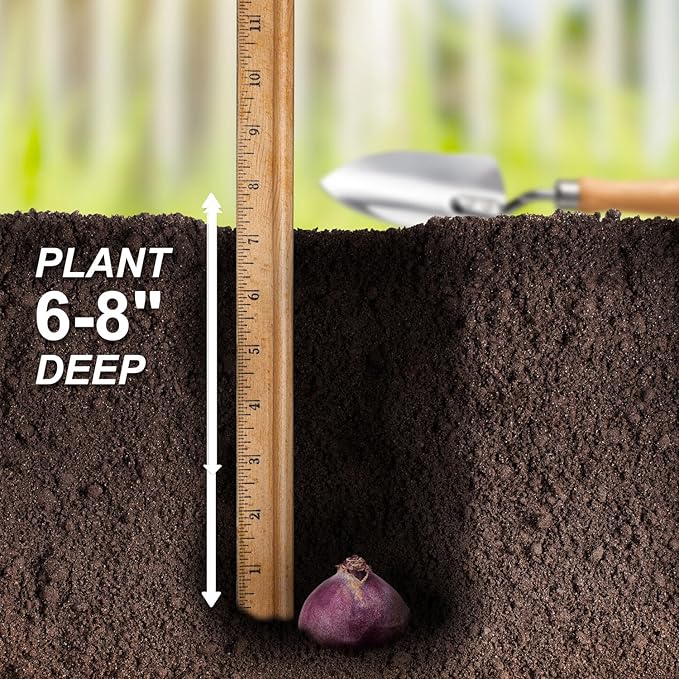 Garden State Bulb Pastel Mix Hyacinth Flower Bulbs, 15/16cm, Fall Planting (Bag of 100)