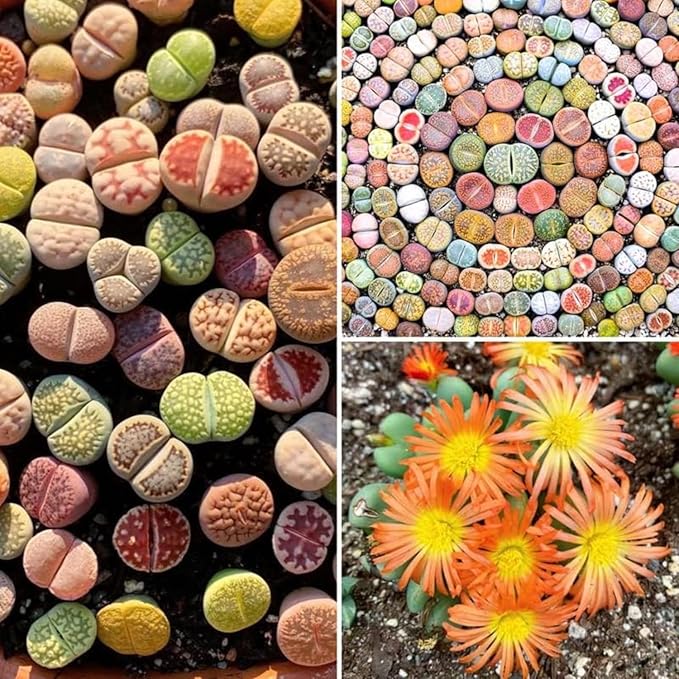Mix Lithops Succulents Plants Live Bulks, Pack 20 Corlorful Living Stones Lithops Live Plants, Beautiful Lithops Living Stones to Grow, Lithop Succulents Cactus Garden