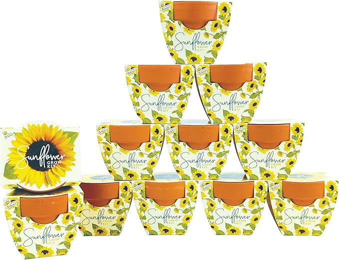 BUZZY Seeds All-in-One Sunflower Mini Terracotta Pot Grow Kits 12-Pack, Indoor Mini Garden Seed Starter for All Ages, Grow Your Own Vibrant Flowers, DIY Plant Project, Gardening Gift