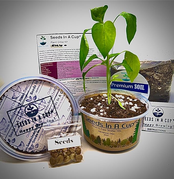 Ash Tree Seed Starter Kits from Seeds In A Cup | Educational | Great Gift Idea | Plant It for The Planet | Grow Your Own Trees | Plastic Planter
