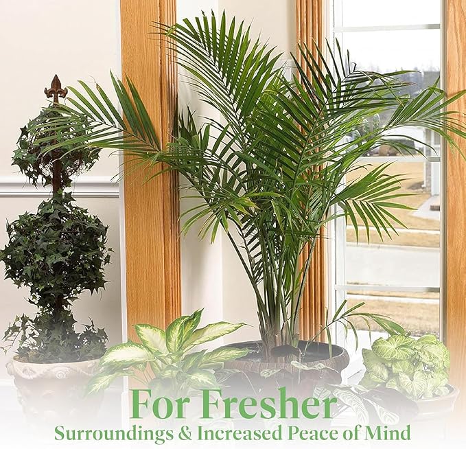 American Plant Exchange Majesty Palm – 10-Inch Pot – Live Tropical Houseplant with Arching Green Fronds, Easy Care Indoor or Patio Plant for Home, Office, Apartment & Landscape Décor