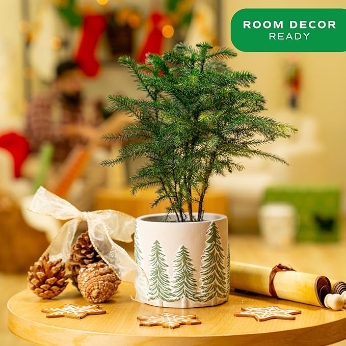 Costa Farms Live Christmas Tree, Small Norfolk Island Pine in Frosted Pine Trees Ceramic Plant Pot, Joy Holiday Decoration, Tabletop Christmas Gift, Holiday, Christmas Room Decor, 10-12 Inches Tall