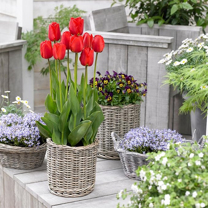 Garden State Bulb Darwin Hybrid Red Impression Tulip Bulbs, 12/+ cm, Fall Planting (Bag of 250)