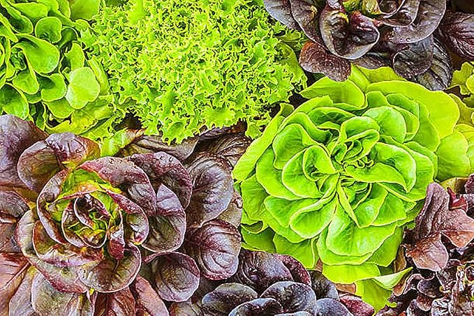 Lettuce Seed Mix of 9 Greens - Mesclun Mix - Fall Crop and Cool Season Planting