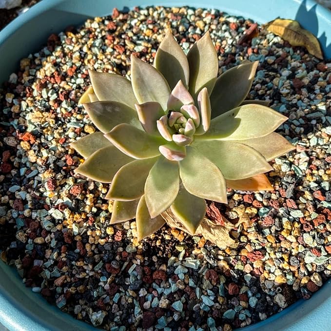 15lb Mix Horticultural Lava Rock Pebbles Pumice Potting Soil Amendment Succulent Cactus Bonsai Gritty Rock Decorative Gravel Plant Drainage Volcanic Rock for Aquarium Fairy Gardening Top Dressing