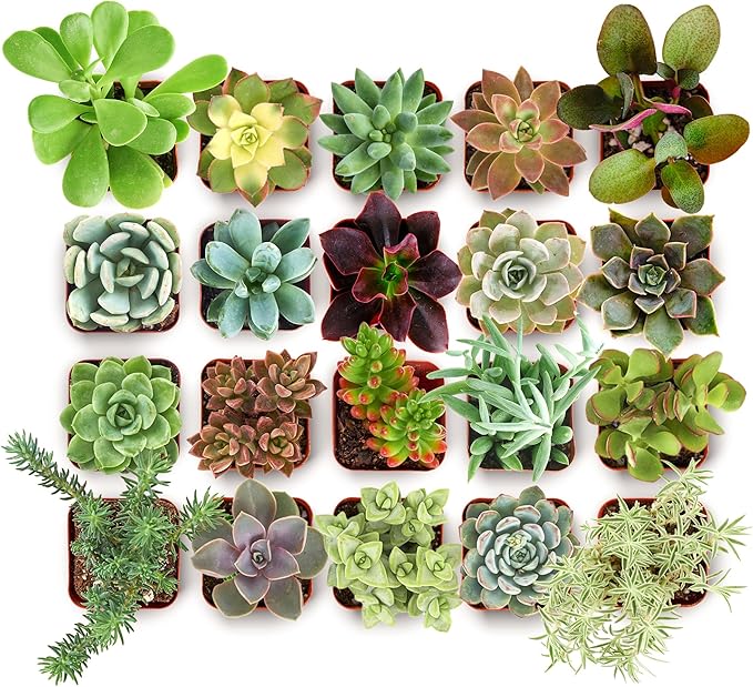 Shop Succulents Collectors Succulent Plant Pack Collection - Live Mini Succulent Plants, Low Maintenance, Colors & Textures - Wedding and Party Favors, Gift & Garden, Pack of 40