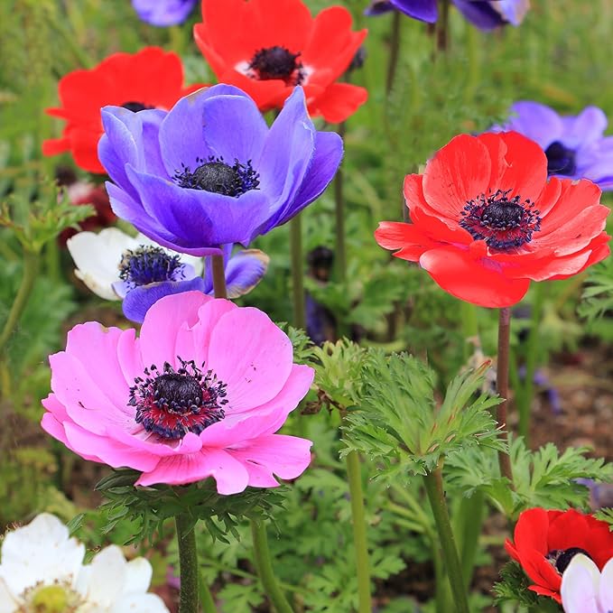 Lieutenant Anemone Flowers โ 30 Bulbs | Vibrant Pink, Red, Blue, Purple & White Spring Blooms | Ideal for Cut Flowers, Garden Beds & Containers โ Pollinator Friendly | Zones 3โ10