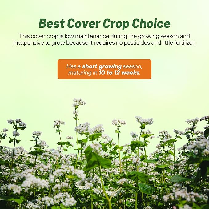 Outsidepride Buckwheat Seeds - 20lbs Annual, Fast-Growing, Easy to Grow Buckwheat Cover Crop Seeds for Green Manure, Bee Pasture & Pollinators, Wildlife Habitat, Soil Improvement, and Erosion Control