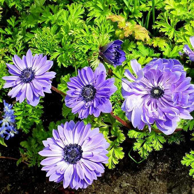 Lieutenant Anemone Flowers โ 30 Bulbs | Vibrant Pink, Red, Blue, Purple & White Spring Blooms | Ideal for Cut Flowers, Garden Beds & Containers โ Pollinator Friendly | Zones 3โ10