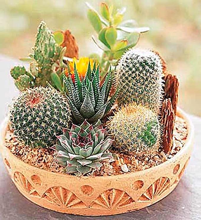 Seeds Cactus Variety Mix/Beautiful Plant/Perennial Flower Succulents