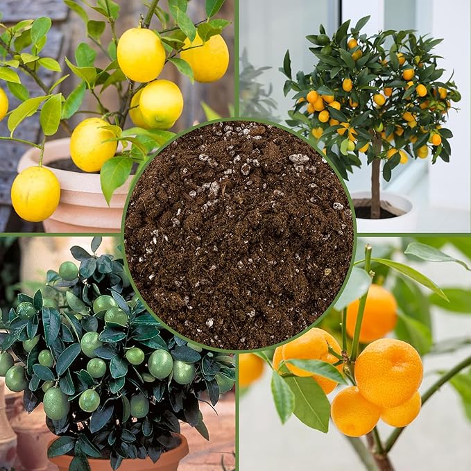 Citrus Tree Potting Soil Mix (8 Quarts), Special Blend for Indoor Oranges, Lemons, Limes and More