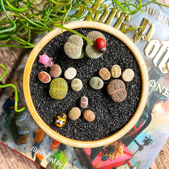 Lithops Large Random Mix Rare Live Succulent Plants, 30/50/100 Pcs 3 Years Bulk Succulent Live Plant, Bare Root Without Pot Soil, Garden Indoor, Plant Lover Gifts