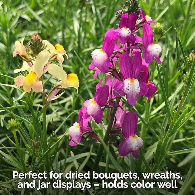 KVITER 5,500 Fairy Bouquet Mix Snapdragon Seeds for Planting (Linaria Maroccana) – Known as Toadflax, Heirloom & Organic – Flower Seeds to Plant Outside & Inside – Garden, Containers, Borders, Beds