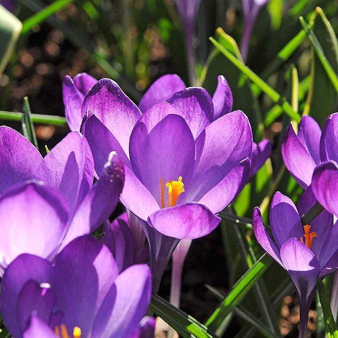 Easy to Grow Crocus Flower Record 20 Plant Bulbs - Violet Purple Flowers in Early Spring, Full Sun Outdoor Zones 3-8
