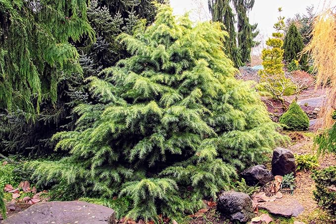 Gardenera Premium Himalayan Cedar Potting Soil Mix - Perfect Balance of Nutrients, Drainage, and Aeration for Healthy Cedar Trees - 2 Quart