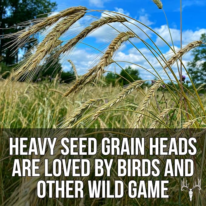 Crooked Bend Last Resort, 25LB Bulk Size, Food Plot Seed for Deer, Mix of Cereal Grain Rye, Wheat, Triticale, Barley, & Oats, Pheasant, Turkey, Dove, Wildlife & Whitetail Hunting Foodplots & Pasture