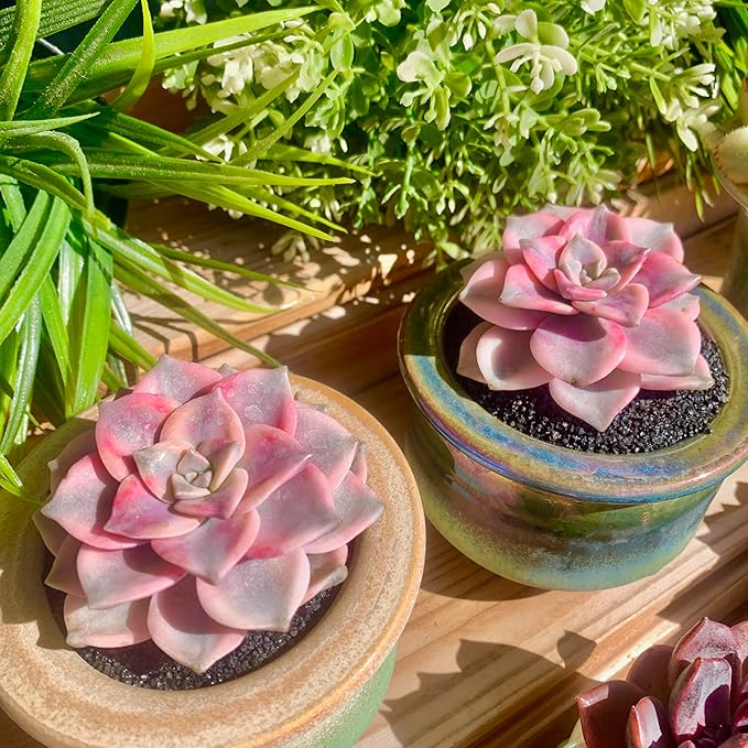 FWPP Live Succulents Plants Graptopetalum Purple Delight 2.5 inches,Rare Purple Succulents Bare Root Without Pot Soil, Live Plants Indoor Office Decoration Wedding and Gift