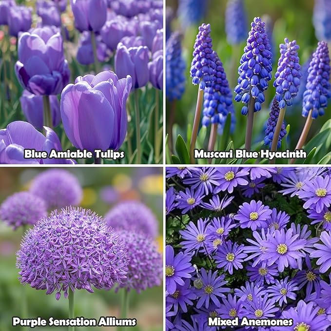 Blue Garden Flower Collection โ 40 Bulbs | Rare Spring Blooming Perennials: Purple Alliums, Blue Tulips, Muscari, Anemone | Attracts Butterflies & Bees โ Zones 3โ9