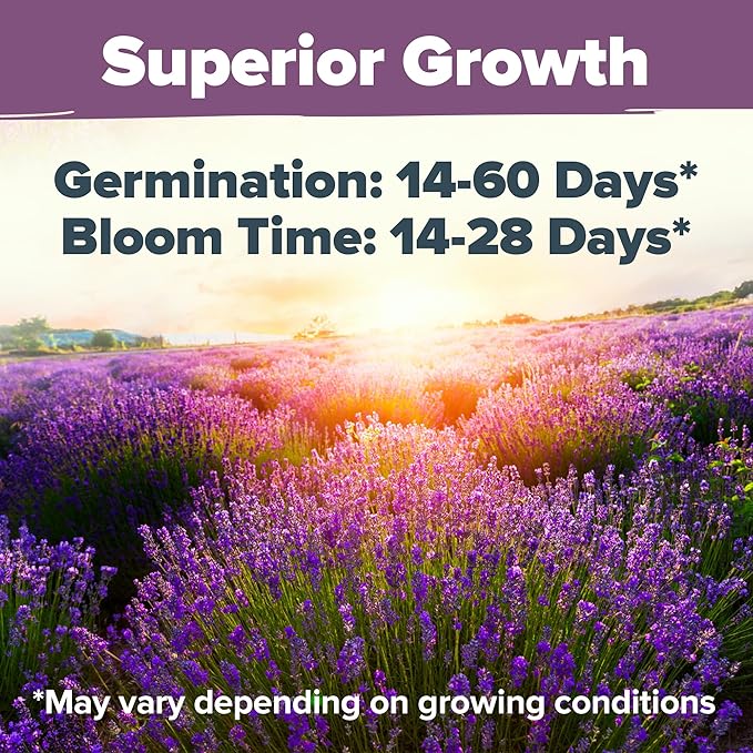 HOME GROWN π¨π¦π π£π₯ππ ππ¨π  English Lavender Seeds 1,500+ π‘π’π‘-ππ π’ Wildflower Seed for Planting Indoor/Outdoor, High Germination, Plant Flower Seeds (Lavandula antustifolia)