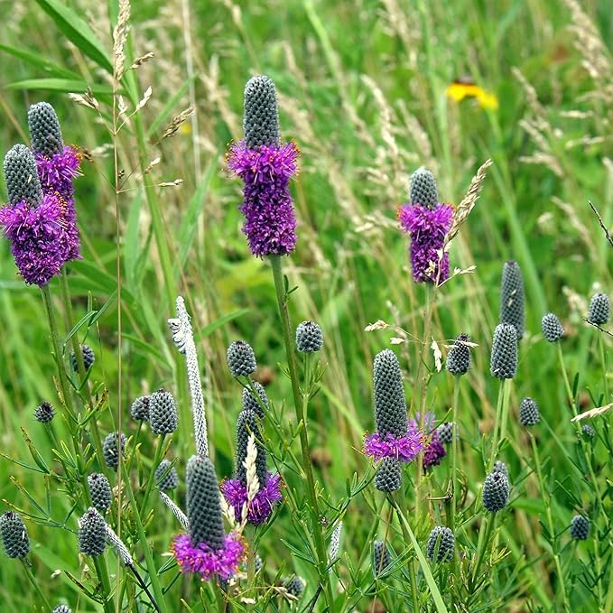 Outsidepride Purple Prairie Clover Seeds - 1 lb. Perennial Seeds for Planting, Easy to Grow, Drought & Heat Tolerant, High Protein Forage for Livestock, Ideal for Meadow Gardens, & Xeriscaping