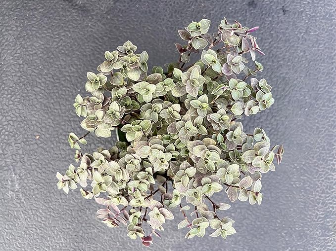 Sprout N Green Turtle Vine, Live Succulent Callisia Repens Sedum Fully Rooted in 4" Pot, House Plant Home Office Wedding Decoration DIY Projects Party Favor