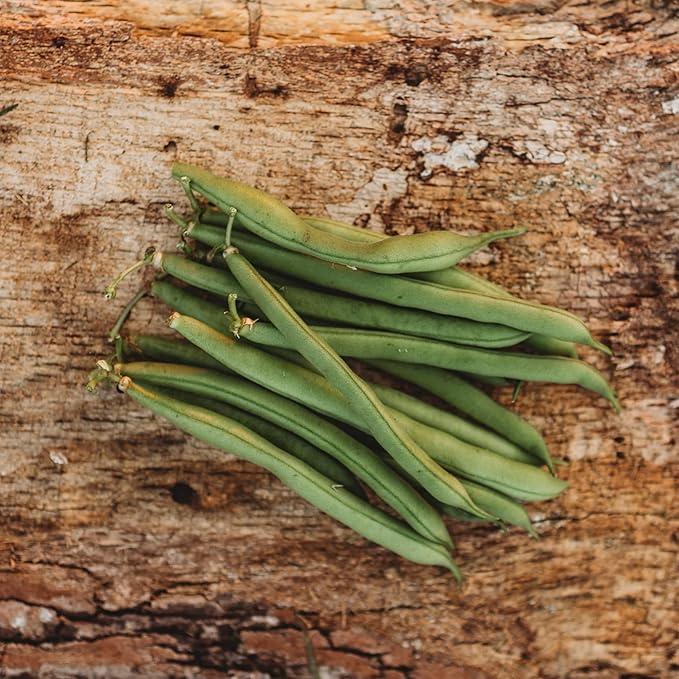 Provider Bush Green Bean - 4oz Bulk (~400 Seeds) - Heirloom & Open-Pollinated Variety, USA-Grown, Non-GMO Green Bean Seeds for Planting Outdoors in Containers or The Home Garden, Thresh Seed Company