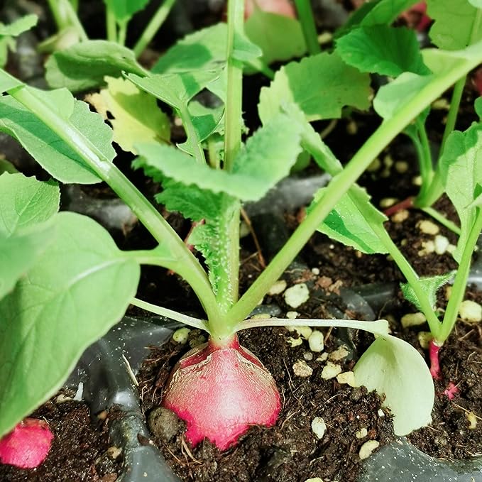 Gardzen 5-Pack Seed Starter Kits, Reusable Plant Germination Trays with Total 75-Cell, Seed Starter Tray with Humidity Vented Domes and Bases for Starting Vegetable Flower Herb Seeds 15" x 9"