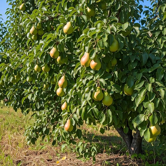 Tree Grow Kit | Easy to use | Educational | Memorial Gift | Plant It for The Planet | Grow Your Own Tree |Wide Selection to Choose from (Pear)