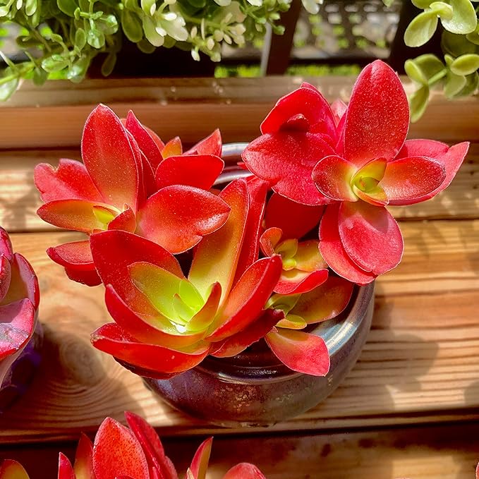 FWPP Crassula capitella 'Campfire' Live Succulent Plant in 3 Inch, Bright Red Leaves, Bare Root Without Pot Soil, Low Maintenance Houseplant, Great Gift for Plant Lovers & Home Decor