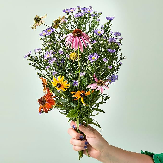 Modern Sprout Seed Pops - Organic Non-GMO Humble Bee, Butterfly & Song Bird Wildflower Seeds - Fun Family Activity - Ideal for Indoor & Outdoor - Gift for Kids, Adults & Plant Lovers (Pack of 12)