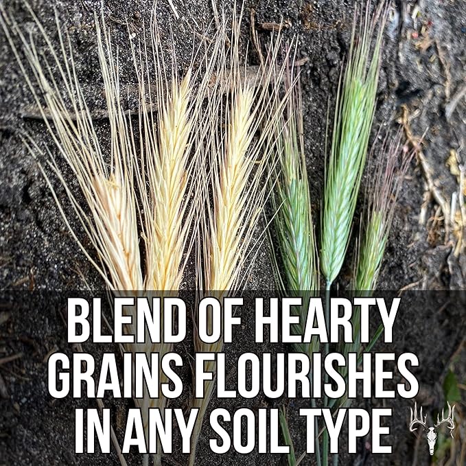 Crooked Bend Last Resort, 25LB Bulk Size, Food Plot Seed for Deer, Mix of Cereal Grain Rye, Wheat, Triticale, Barley, & Oats, Pheasant, Turkey, Dove, Wildlife & Whitetail Hunting Foodplots & Pasture